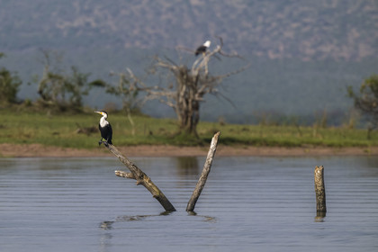 Rwanda, Parc national de l'Akagera, le lac Ihema, cormoran à poitrine blanche (Phalacrocorax lucidus)