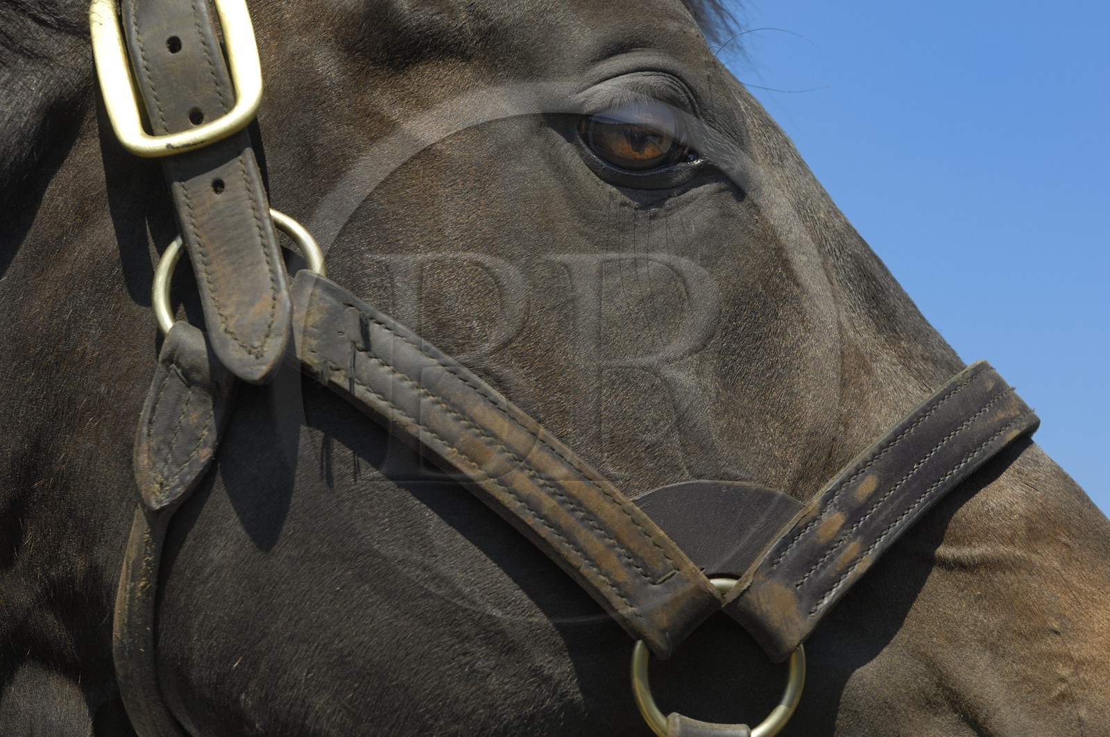 Republic of Ireland, County Kildare, Maynooth, Derrinstown Stud