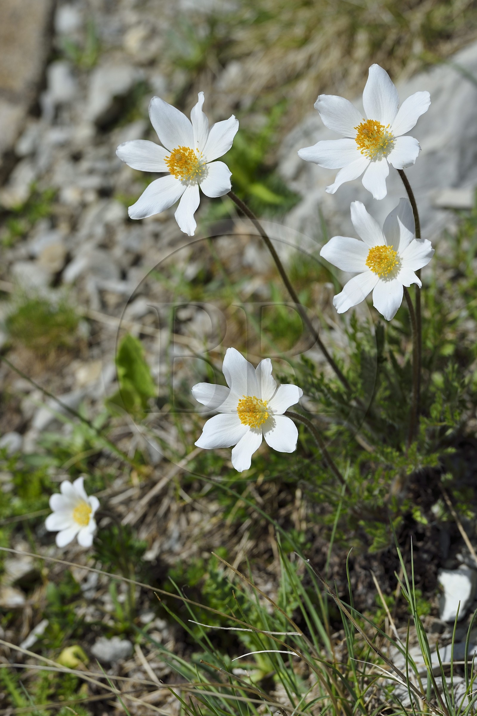France, Alpes-de-Haute-Provence (04), Uvernet-Fours, parc national du Mercantour, vallée de l'Ubaye, sentier de randonnée du circuit des lacs du col de la Cayolle, anémone