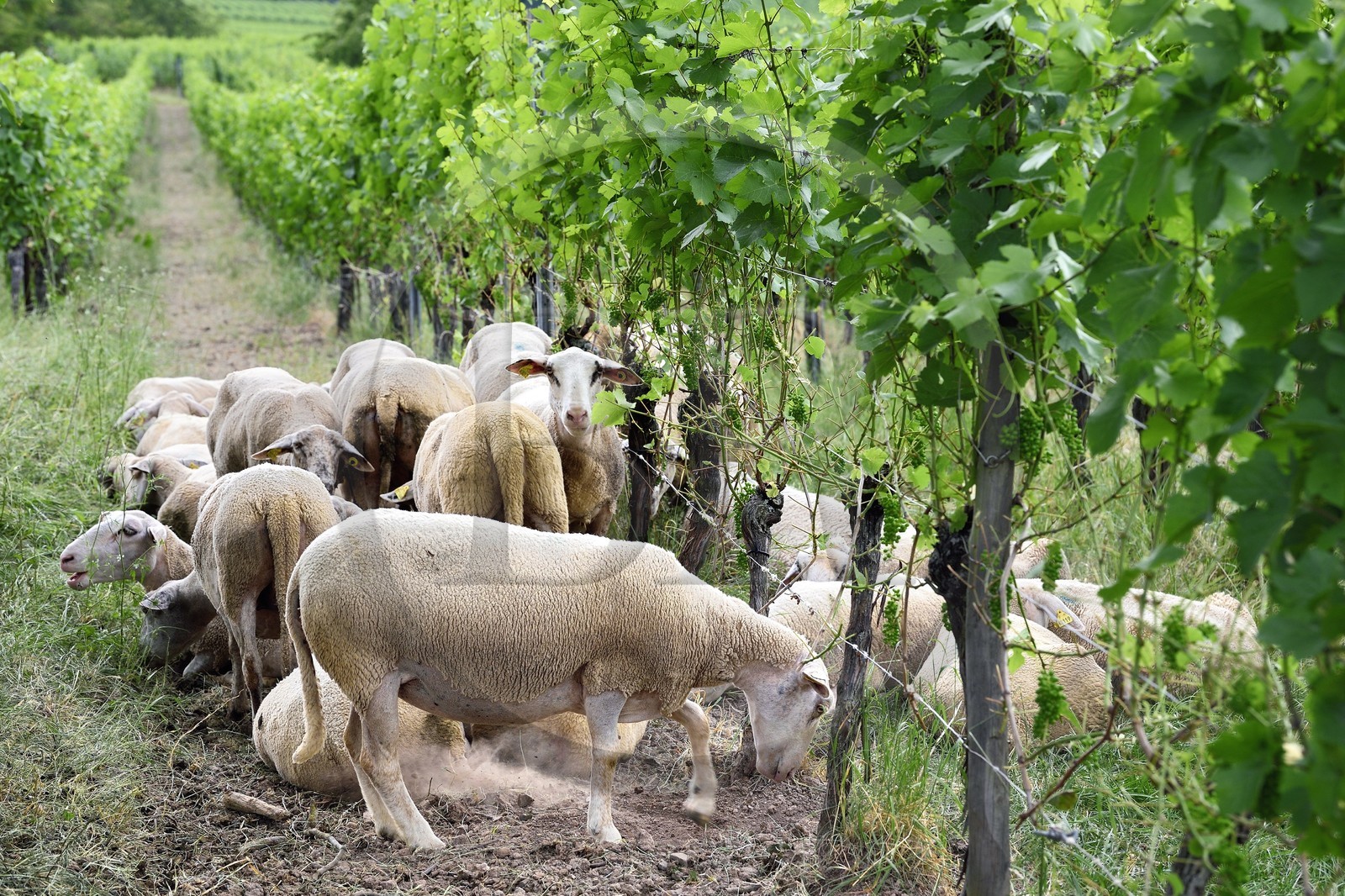 France, Bas-Rhin (67), Route des vins d'Alsace, Traenheim, Domaine viticole MULLER Charles & Fils, les moutons folivores entre les vignes permettent un entretien bio