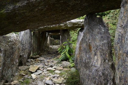France, Ille-et-Vilaine, Saint-Just, megalithic monuments of the Lande de Cojoux, dolmen, grave with side entry of Treal