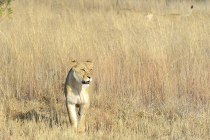 Zimbabwe, province des Midlands, Gweru, Antelope Park qui abrite ALERT (African Lion and Environmental Research Trust), Zone 2, une des quatre jeunes lionnes (panthera leo) qui sera relachée en clan dans un parc national pour le repeupler
