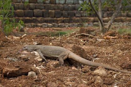 Sri Lanka, province centrale, district de Matale, Sigiriya, varan du Bengale (Varanus bengalensis)