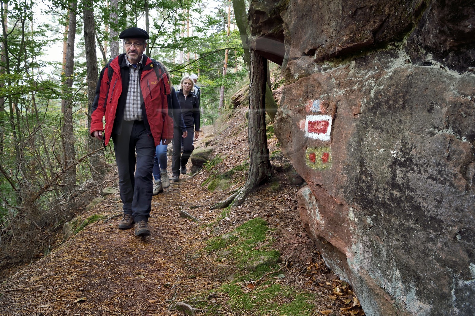 France, Bas-Rhin (67), Parc naturel régional des Vosges du Nord, Obersteinbach, foret domaniale de Steinbach, randonneurs sur le sentier du GR53 menant au chateau de Wasigenstein, Jean-Louis Pfeffer vice président de la fédération du Club Vosgien