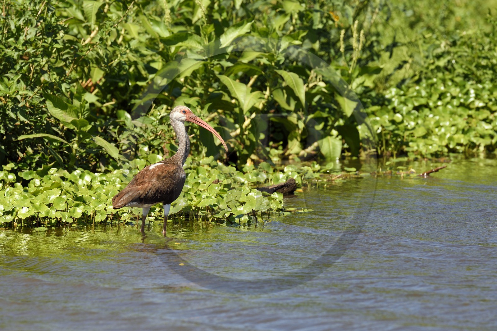 Nicaragua, Ile d'Ometepe réserve mondiale de Biosphère sur le lac Nicaragua, marais le long du Rio Istian, Ibis à face blanche (Plegadis chihi)