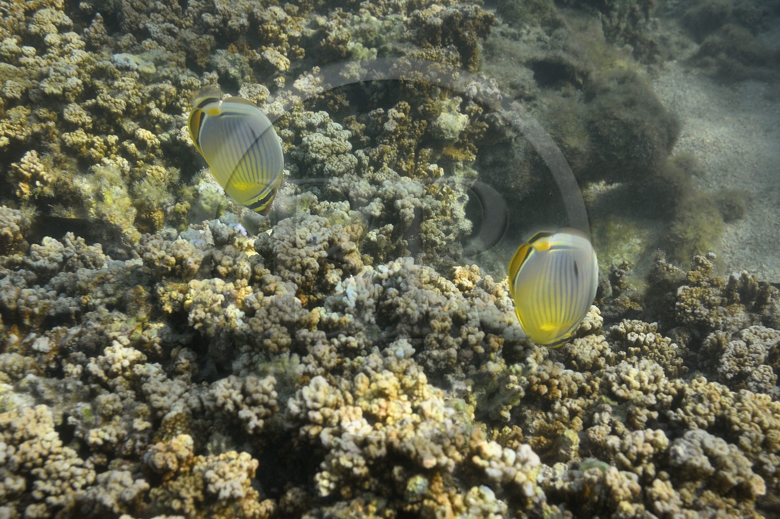 France, Ile de la Reunion, Côte Ouest, Saint-Gilles-Les-Bains (commune de Saint-Paul), le récif corallien du lagon de l'Ermitage et de La Saline-Les-Bains, Poisson-papillon à trois bandes (Chaetodon trifasciatus) (vue sous-marine)