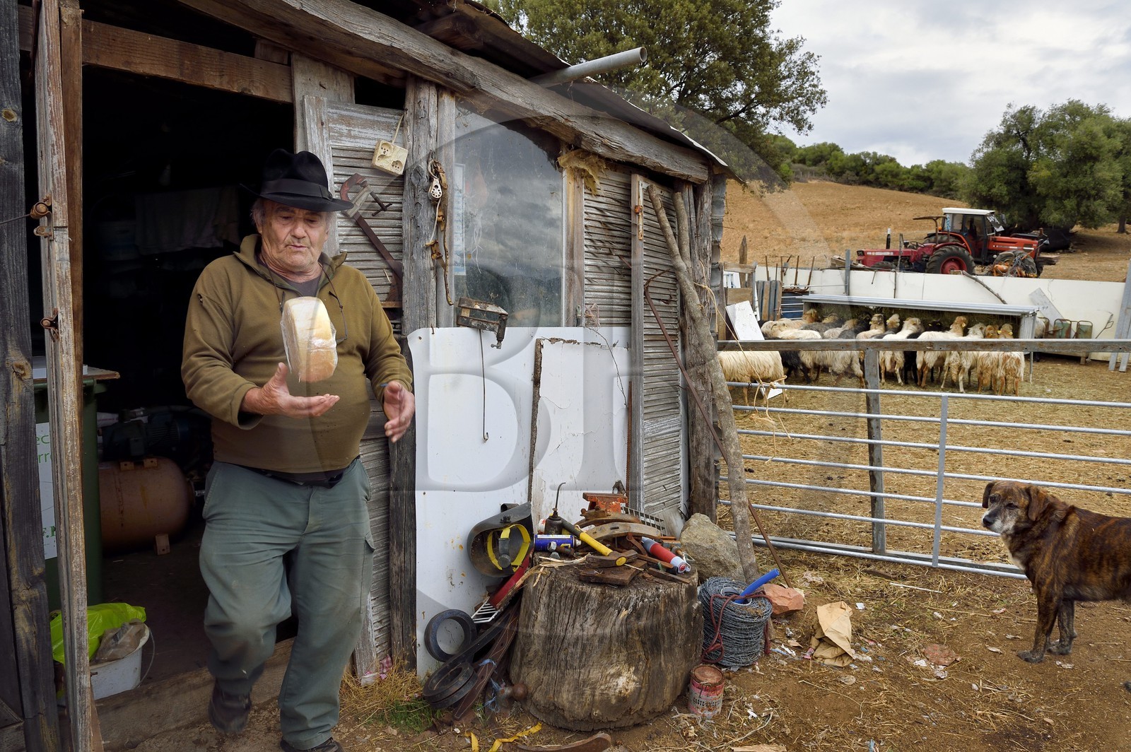 France, Corse-du-Sud (2A), Cargèse, le berger François Defranchi producteur de fromages de brebis