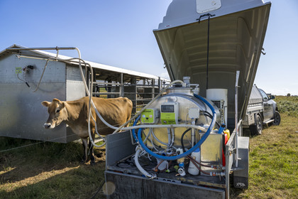 France, Finistère (29), Mer d'Iroise, Ile d'Ouessant, Thomas et Marie Richaud éleveurs de la ferme Les vaches aux 4 vents, traite en paturage mobile