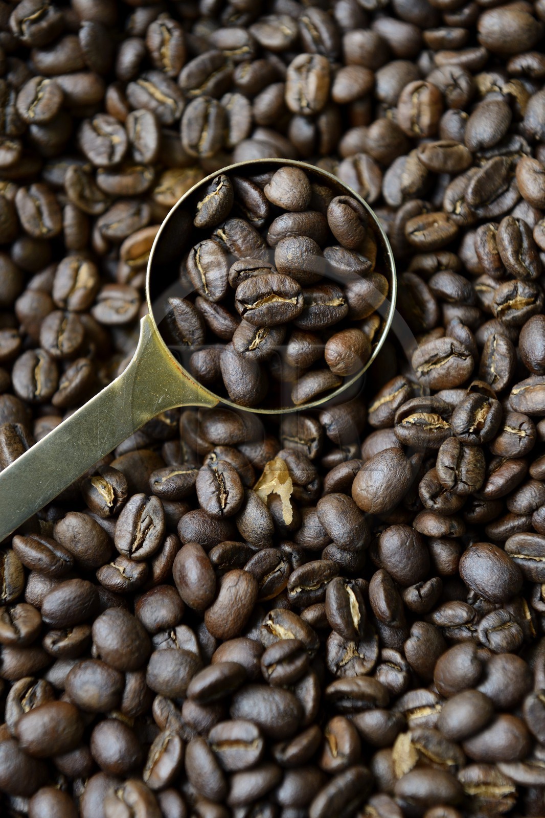 Panama, province de Chiriqui, Boquete, plantation de café Finca Lerida, grains de café de la variété catuai fraichement torréfiés