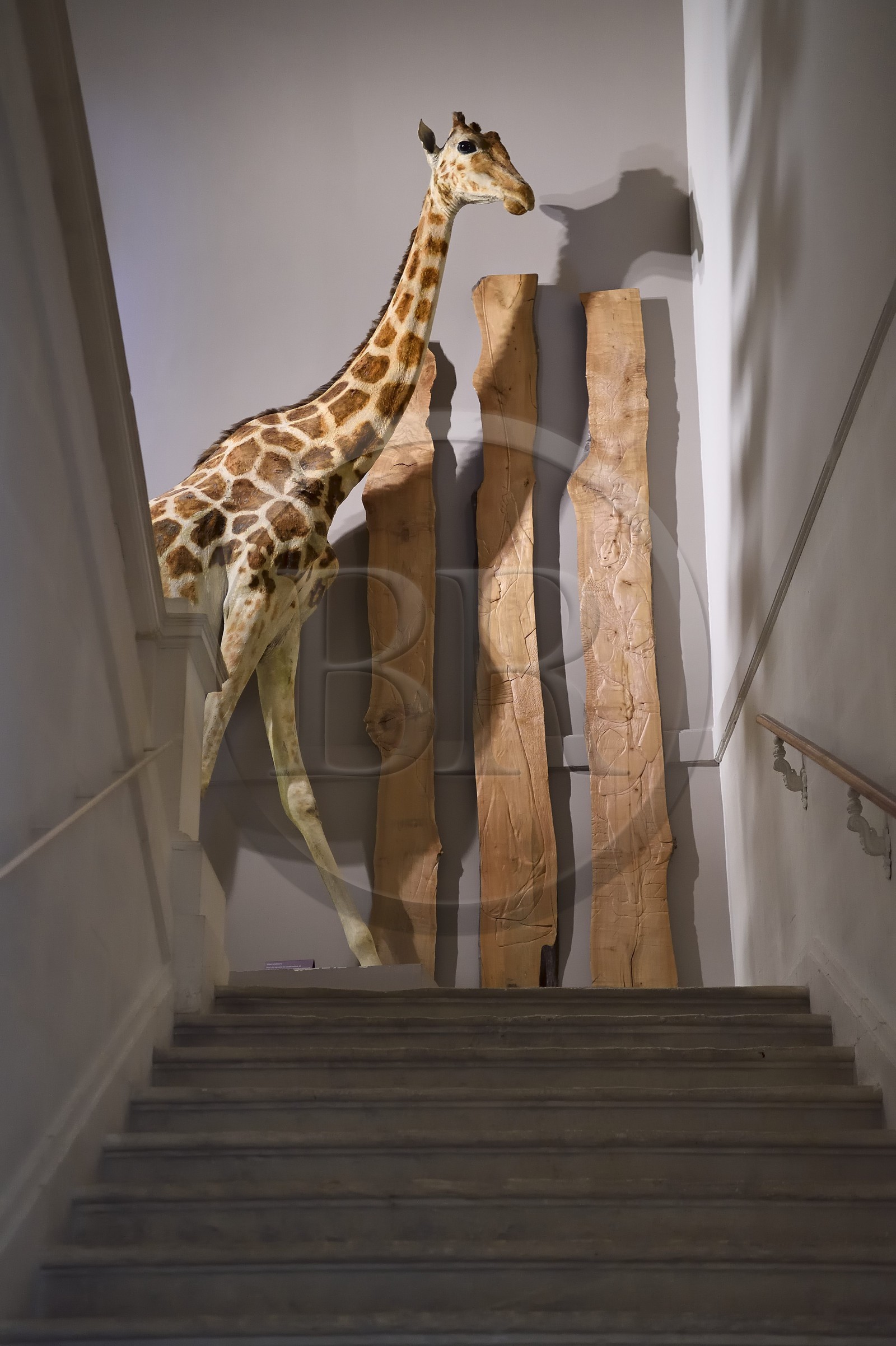 France, Charente-Maritime (17), La Rochelle, le Muséum d'histoire naturelle (muséum Lafaille), la girafe offerte à Charles X par Méhémet Ali