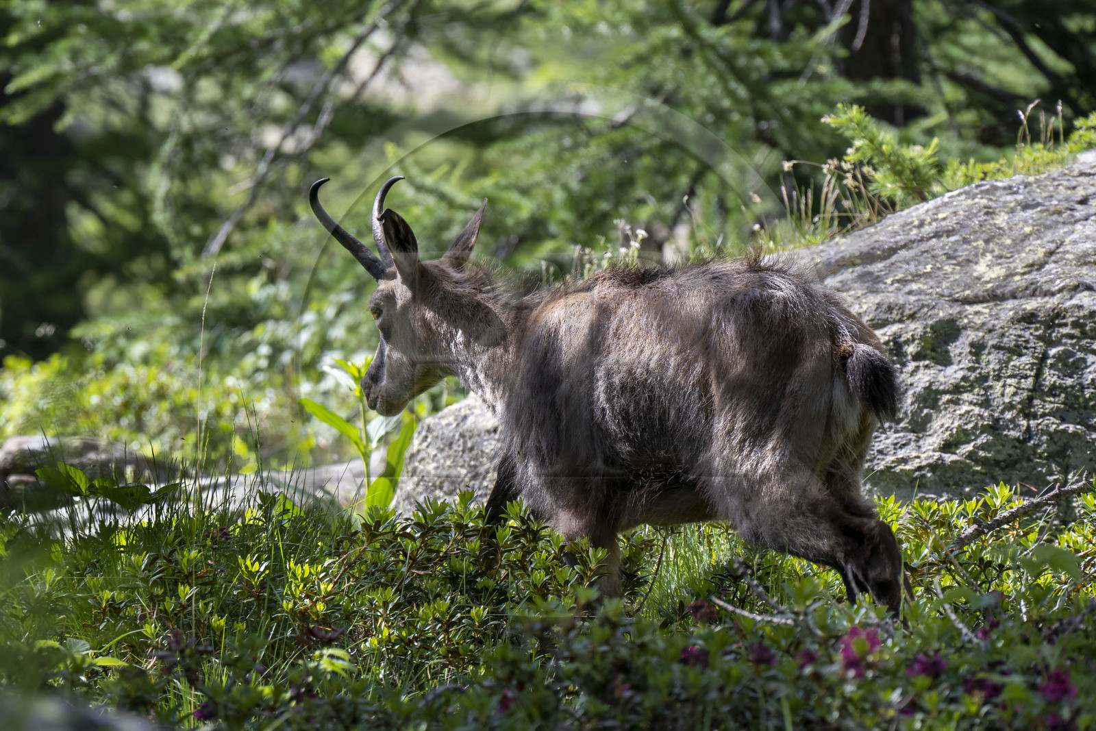 France, Alpes-Maritimes, Parc National du Mercantour (Mercantour national park), Haute Vesubie, Saint Martin Vesubie, Val du Haut Boréon, chamois (Rupicapra rupicapra) at Lac des Sagnes towards the Cougourde refuge