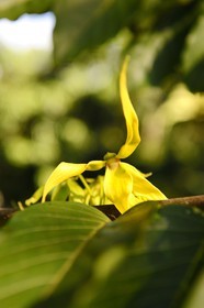 France, île de la Réunion, le Cananga odorata ou ylang-ylang