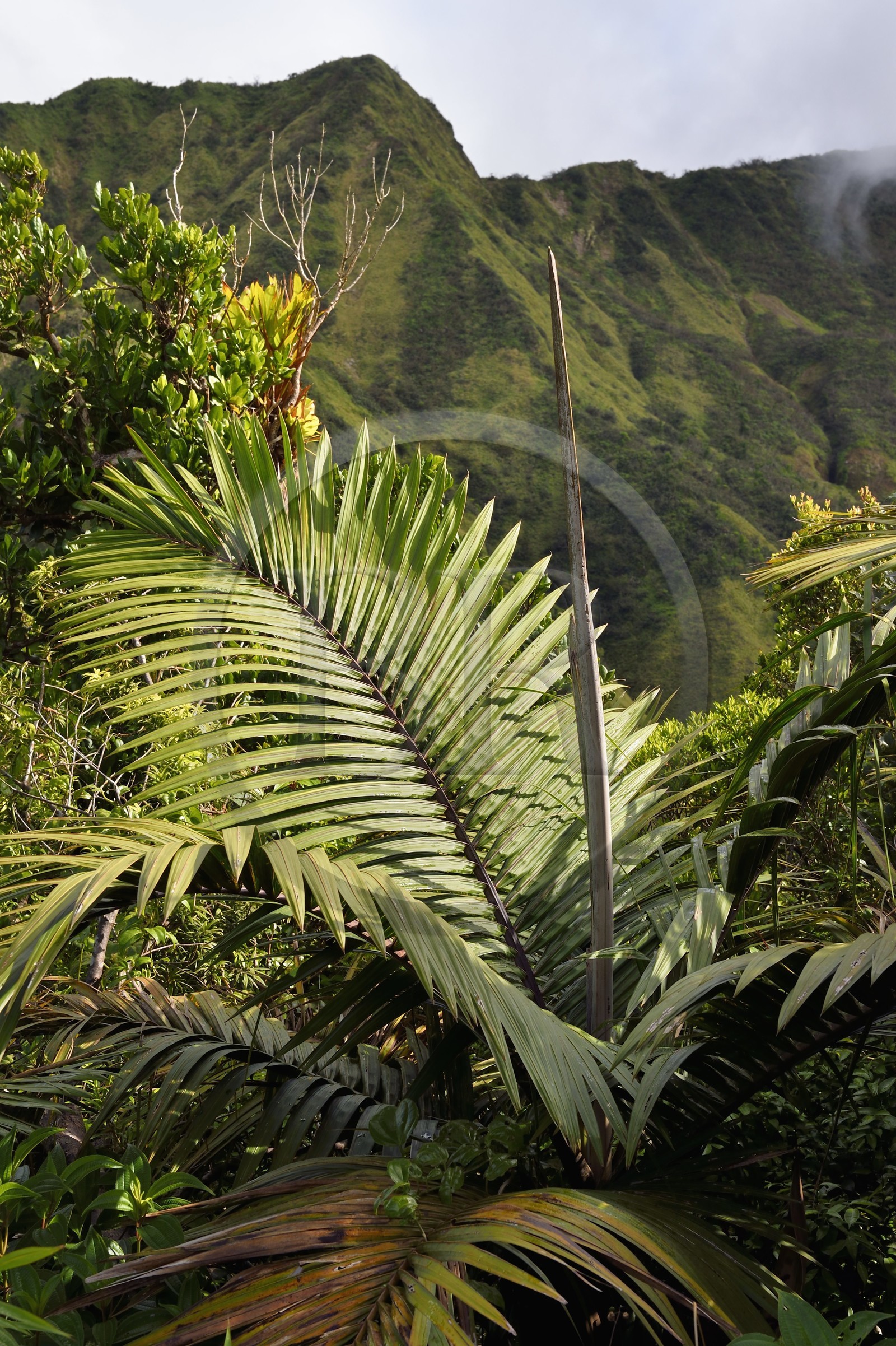 Caraïbes, Ile de la Dominique, Castle Bruce, Parc national du Morne Trois Pitons classé Patrimoine Mondial de l'UNESCO, le long du sentier traversant la forêt tropicale et menant à la la Vallée de la Désolation puis au Boiling Lake