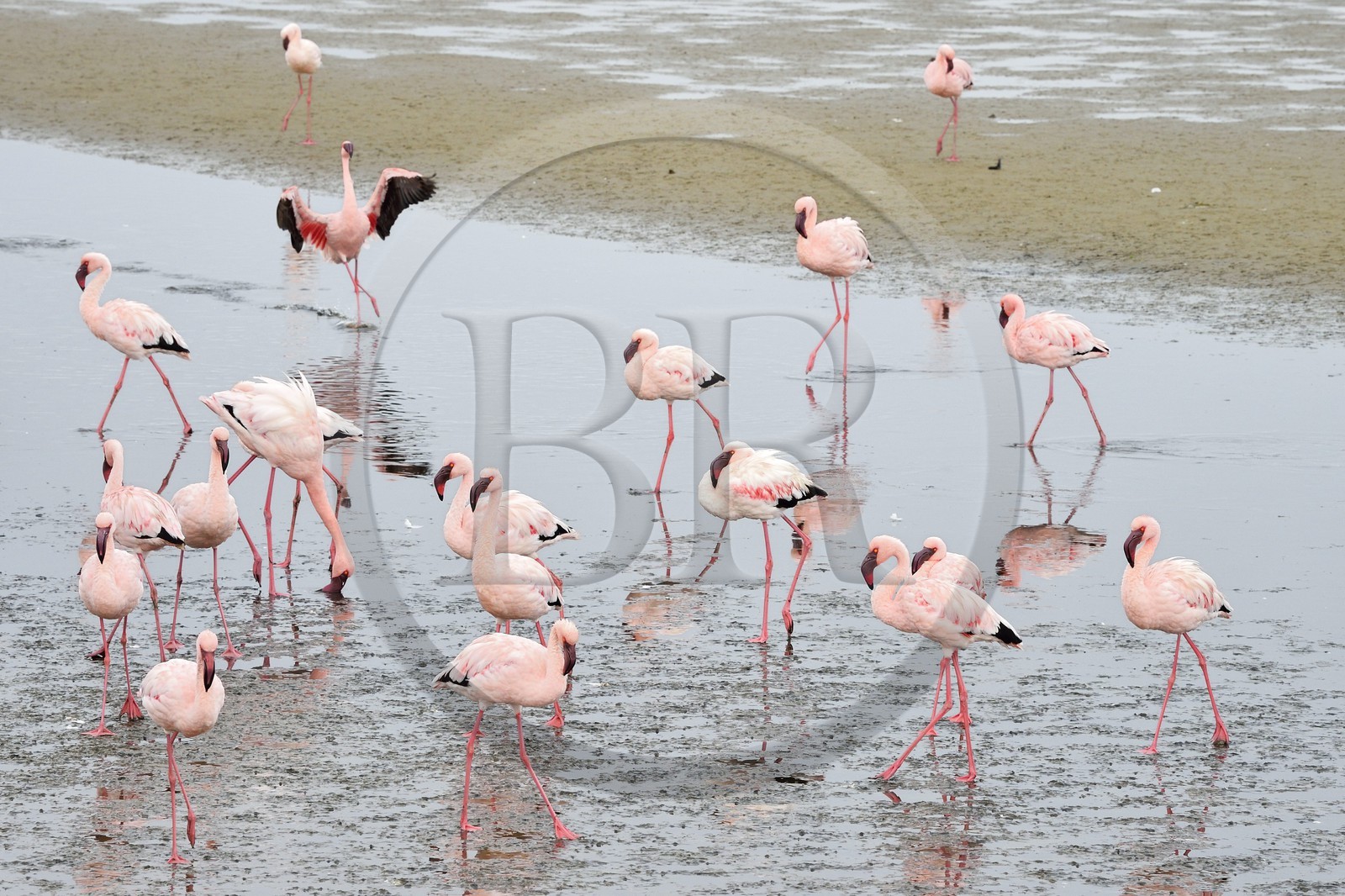 Namibie, région de Erongo, Walvis Bay, flamant nain (Phoeniconaias minor)
