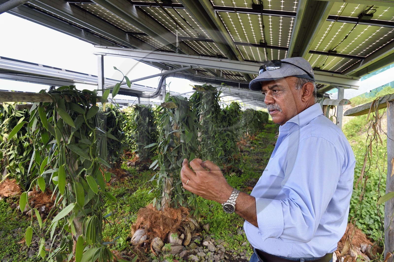 France, Ile de la Reunion, Saint-Louis, Domaine de Bellevue, producteur de vanille Planifolia biologique issues d'orchidées cultivées sous cinq hectares de panneaux photovoltaïques qui permettent d'alimenter plus de 1 800 foyers en électricité, Jean Edwards Saint-Lambert