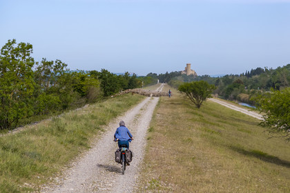 France, Vaucluse, Chateauneuf du Pape, the flock of Merino d'Arles sheep (and a few goats) led by the shepherdess Natacha Fasujevic in eco-grazing on the banks of the Rhone, the castle of L'Hers (10th century) in the background (aerial view)