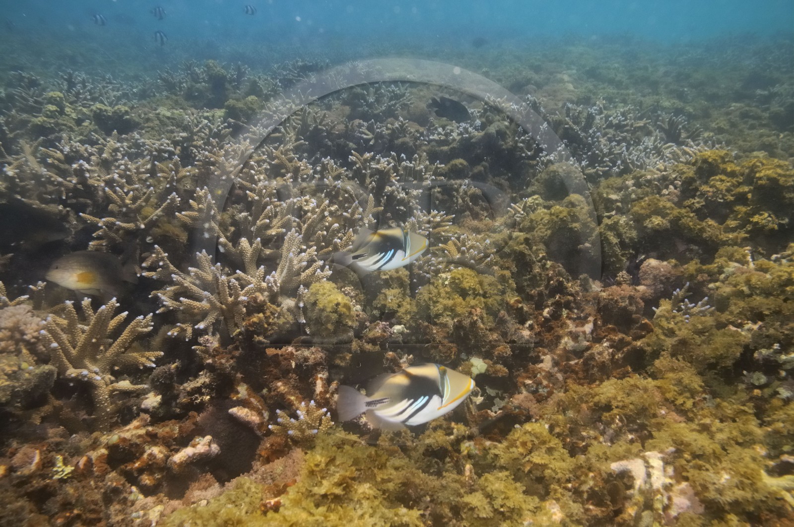 France, île de la Réunion, le récif corallien du lagon de la plage de Saint-Gilles et de l'Ermitage (vue sous-marine)