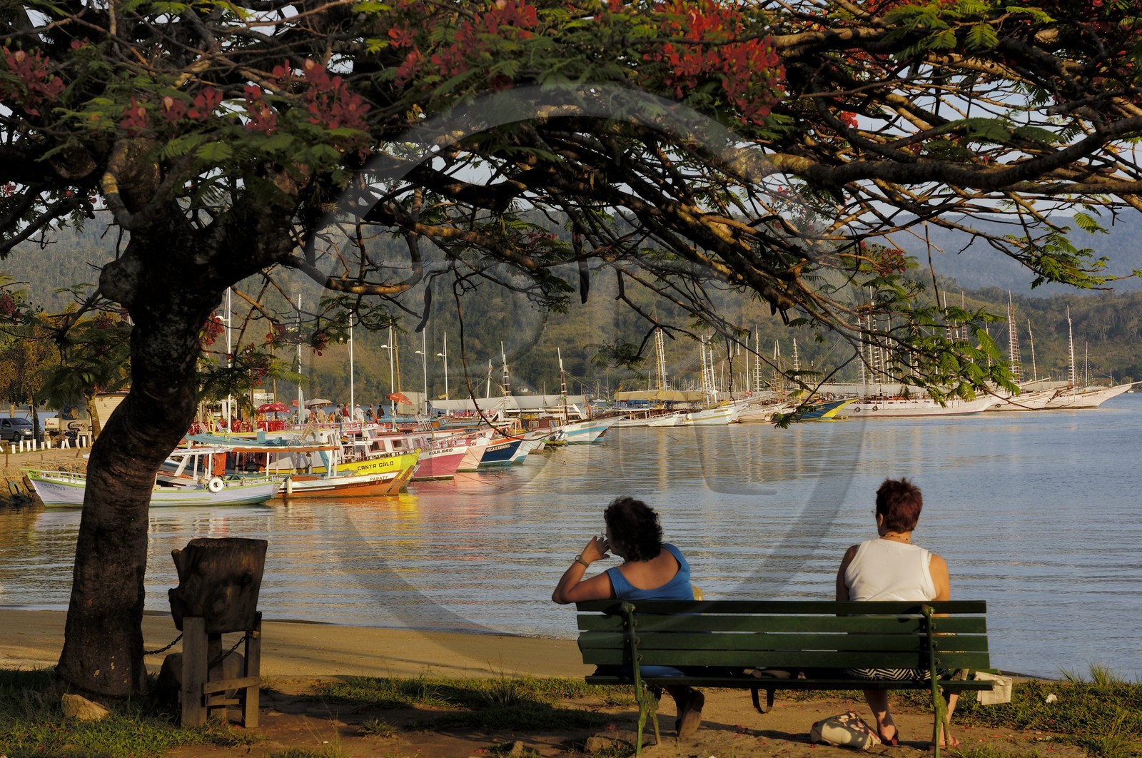 Brazil, Rio de Janeiro State, Paraty, colonial town founded in 1667 to export gold to Europe, Peacock Flower tree (Caesalpinia pulcherrima) along the small harbor (Gold Route, Estrada Real)