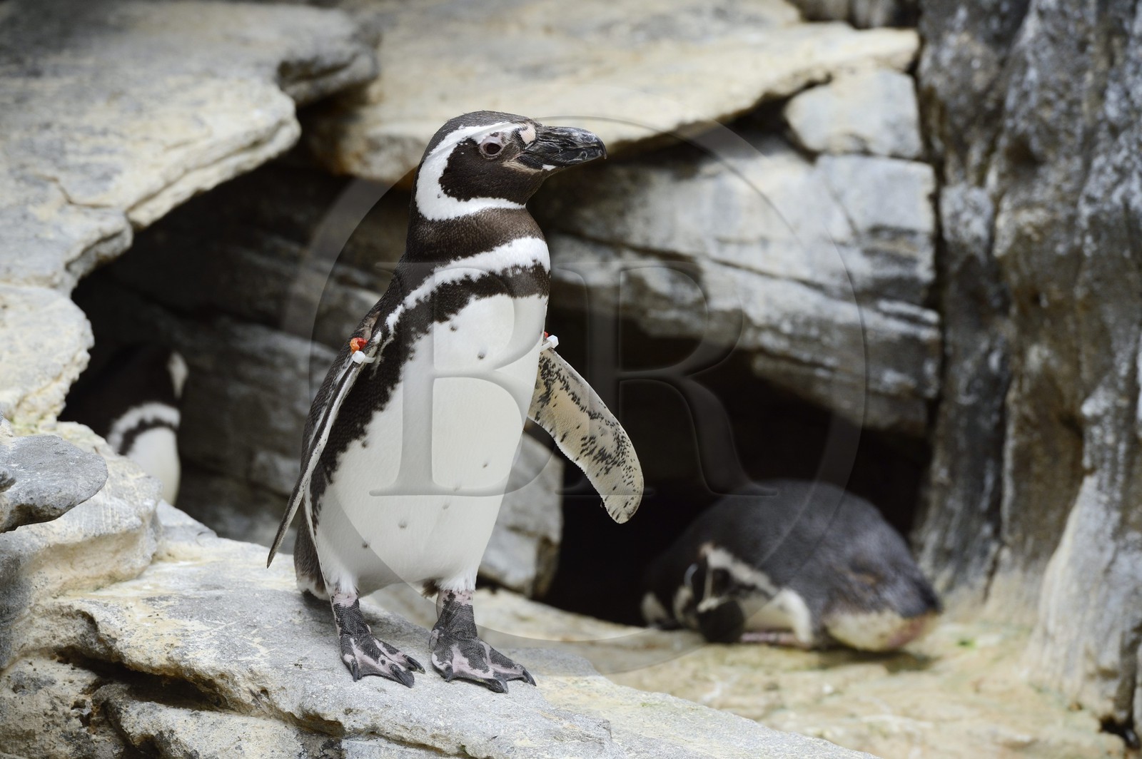 Portugal, Lisbonne, Parque das Nações (Parc des nations) construit pour l'exposition universelle de 1998, Oceanário (Oceanarium),  Manchot de Magellan (Spheniscus magellanicus)