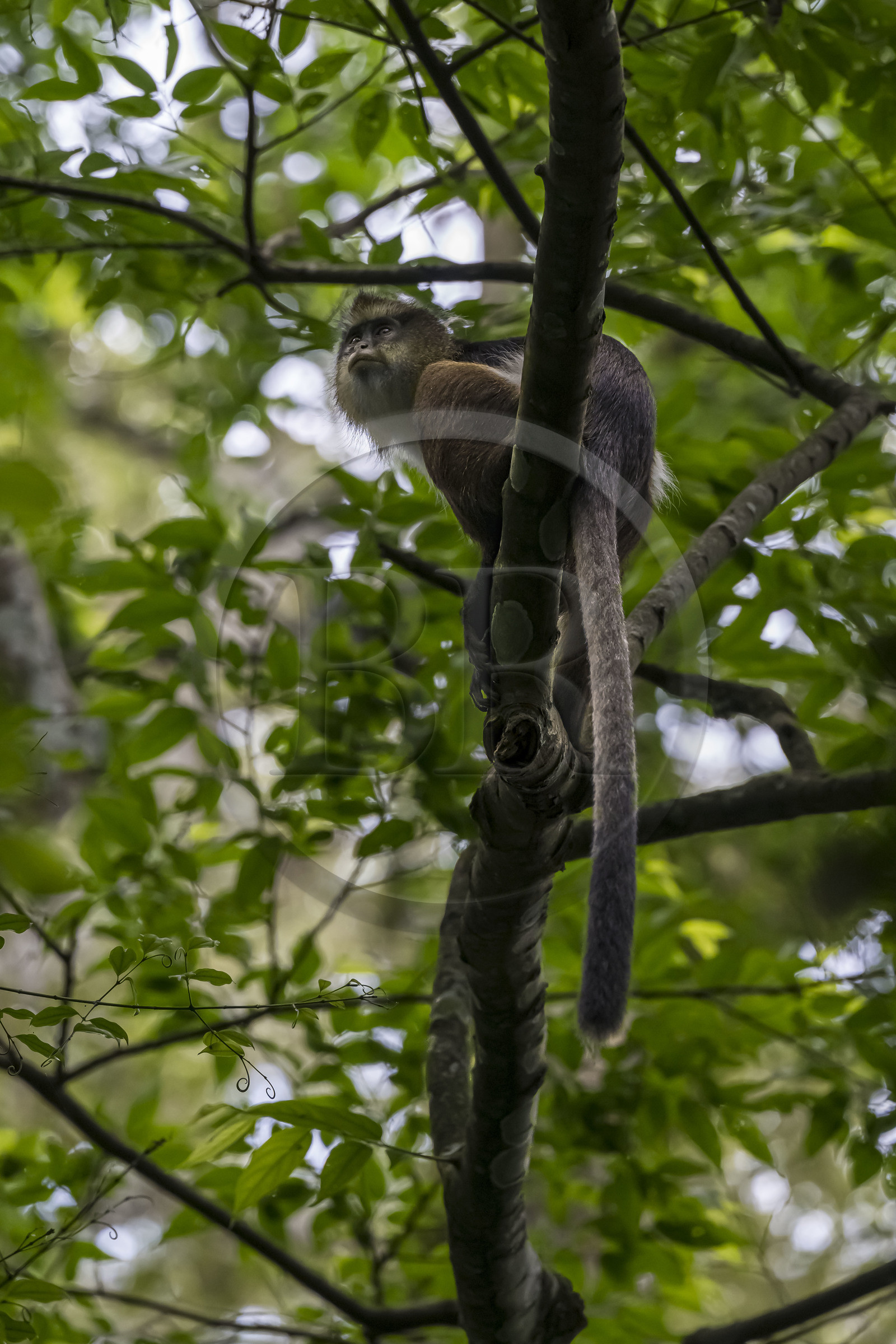 Rwanda, Province de l’Ouest, Nyakabuye, Parc national de Nyungwe, forêt tropicale humide naturelle de Cyamudongo, Cercopithèque de Dent (Cercopithecus denti)