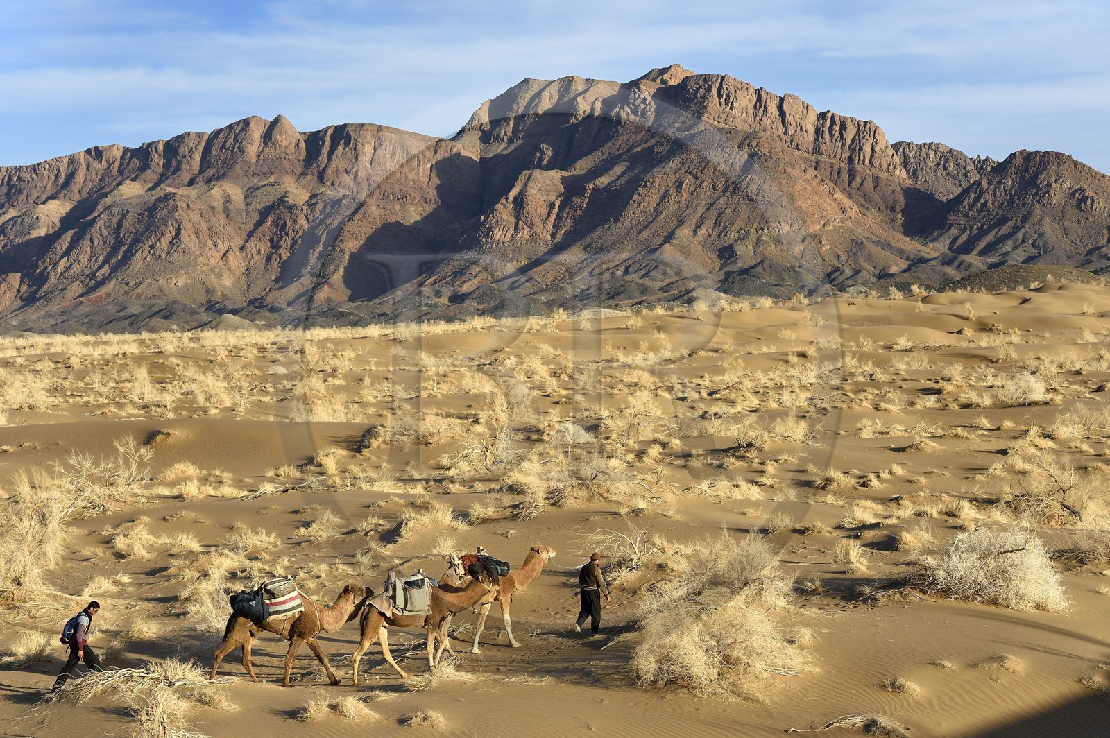 Iran, Province d'Ispahan, désert du Dasht-e Kavir, Mesr dans la région de Khur et Biabanak, caravane de dromadaires lors d'une randonnée chamelière au pied de la chaine de montagne de Dareh bidan