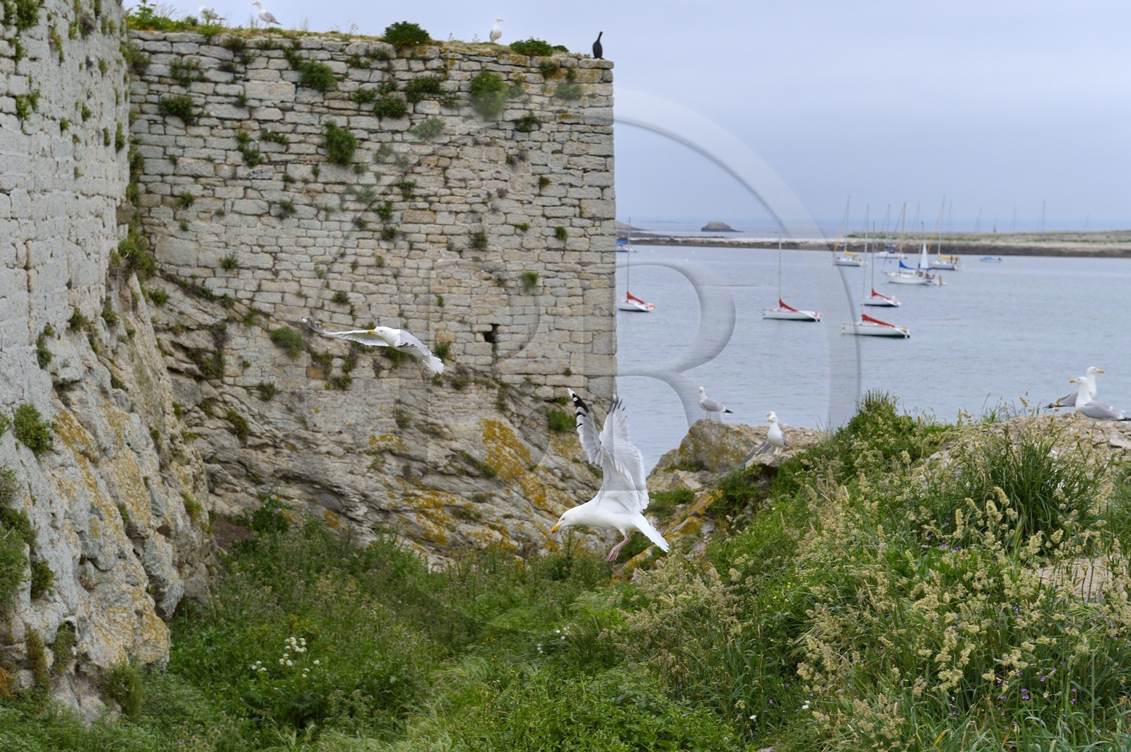 France, Finistère (29), La Foret Fouesnant, archipel des Glénan, Ile Saint-Nicolas, Fort Cigogne sur l'Ile Cigogne