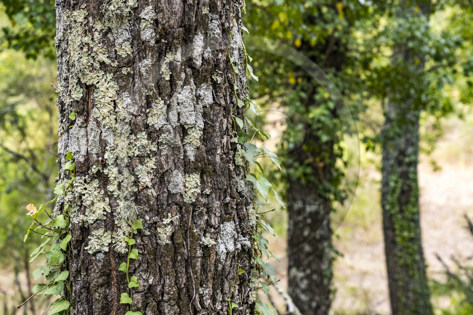 France, Var (83), Provence Verte, Bras, Académie du Bain de Forêt Provençale, forêt du domaine Le Peyrourier - une campagne en Provence
