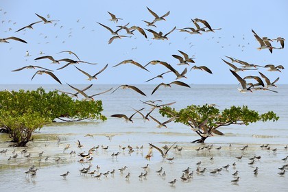 Gabon, Estuaire Province, Akanda National Park, Black Skimmer (Rynchops Niger) in the littoral zone
