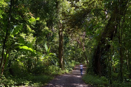 Panama, province de Chiriqui, Parc national marin du Golfe de Chiriqui, Isla Palenque, chemin traversant la forêt tropicale