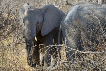 Zimbabwe, province de Matabeleland septentrional, parc national Hwange, éléphants sauvages d'Afrique (Loxodonta africana)