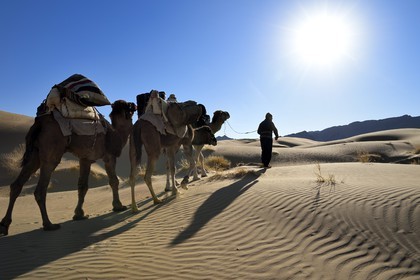 Iran, Isfahan province, Dasht-e Kavir desert, Mesr in Khur and Biabanak County, man leading camel train at sunrise in the dunes of the place called Kuh-e Sefid