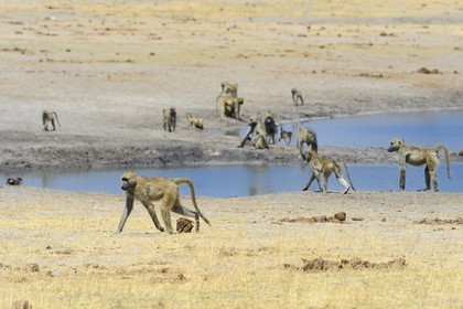 Zimbabwe, province de Matabeleland septentrional, parc national Hwange, babouins chacma (Papio ursinus) autour du point d'eau