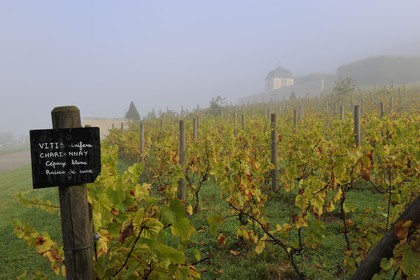 .France, Seine-Maritime, Saint-Martin-de-Boscherville, Saint-Georges de Boscherville Abbey of the 12th century, the vineyard
