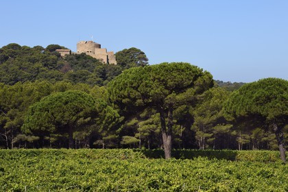 France, Var (83), Iles d'Hyères, parc national de Port Cros, Ile de Porquerolles, les vignes de la plaine de la Courtade dominées par le Fort Sainte Agathe
