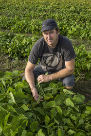 France, Charente-Maritime (17), Ile d'Oléron, Saint-Denis-d'Oléron, Christophe Pougnaud, le maraicher des Légumes du Phare, il nous montre ses haricots verts