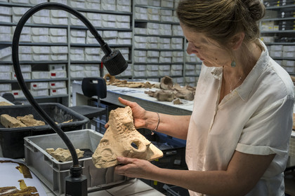 France, Bouches-du-Rhône (13), Arles, musée départemental Arles antique, salle d’étude du service archéologie, recherches des fouilles du site de l'ancienne verrerie de Trinquetaille sur la rive droite du Rhone, maison de la harpiste (entre 70 et 50 av. J.-C.), figure de chien protecteur en tuile et gargouilles de la toiture de l'atrium, l'archéologue Marie-Pierre Rothé