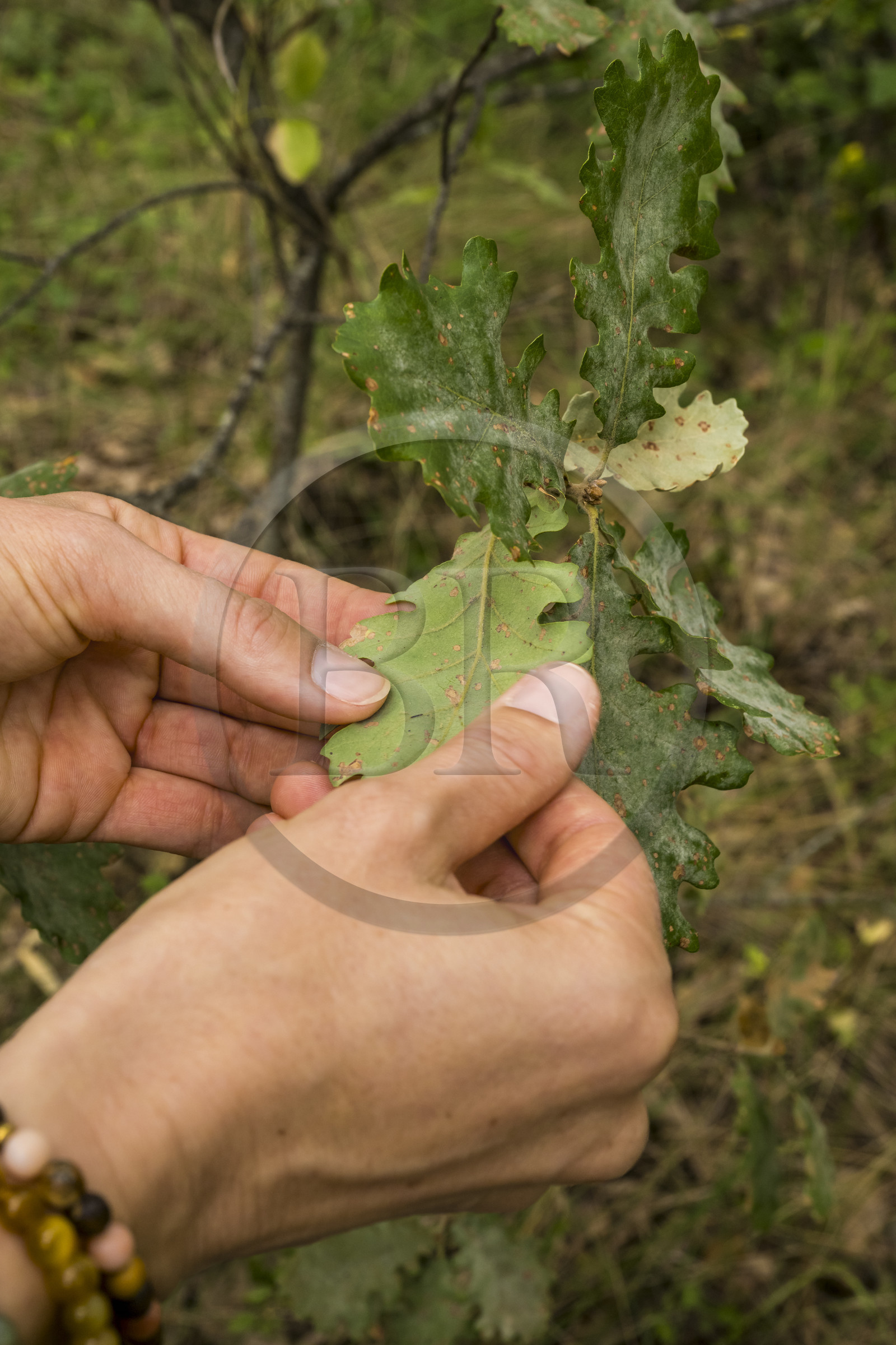 France, Var (83), Provence Verte, Bras, Académie du Bain de Forêt Provençale, forêt du domaine Le Peyrourier - une campagne en Provence, toucher de la feuille de chêne