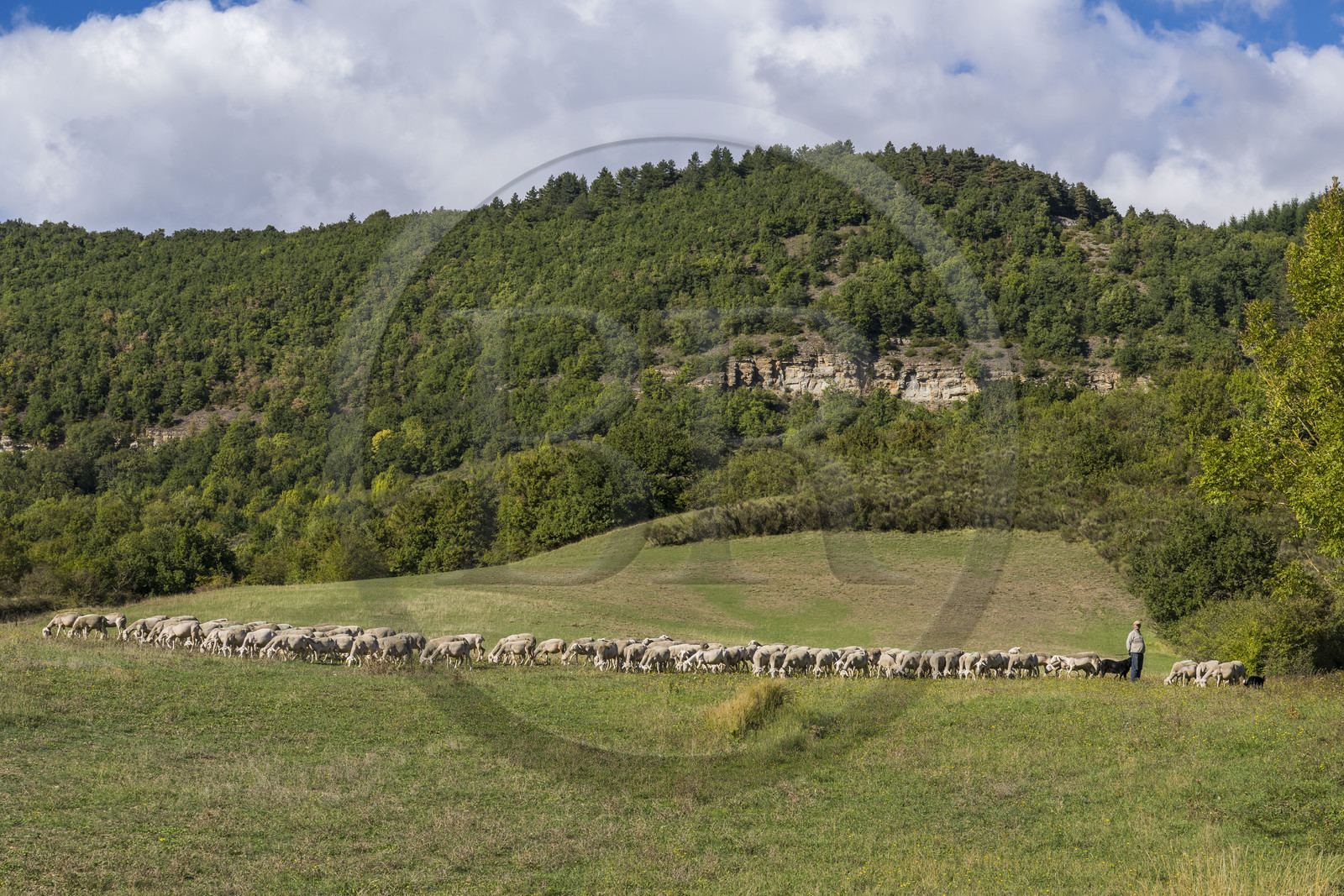 France, Aveyron (12), Causses et les Cévennes, paysage culturel de l'agro-pastoralisme méditerranéen, classés Patrimoine Mondial de l'UNESCO, Sainte-Eulalie-de-Cernon sur la route de Saint-Jacques-de-Compostelle, troupeau de mouton guidé par son berger Eric Broussou