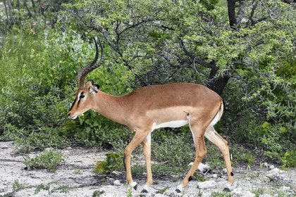 Namibie, région de Oshikoto, Parc National d'Etosha, impala à face noire mâle (Aepyceros melampus petersi)