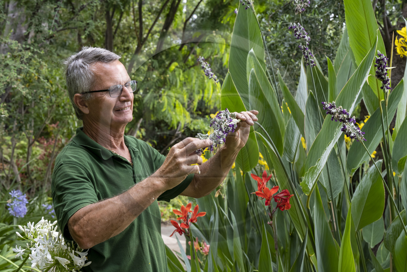 France, Alpes-Maritimes (06), Saint Jean Cap Ferrat, Villa et Jardins Ephrussi de Rothschild,  le jardinier en chef André Castellan observe et sent une Plante à huitre ou Mertensia maritima (Mertensia maritima)