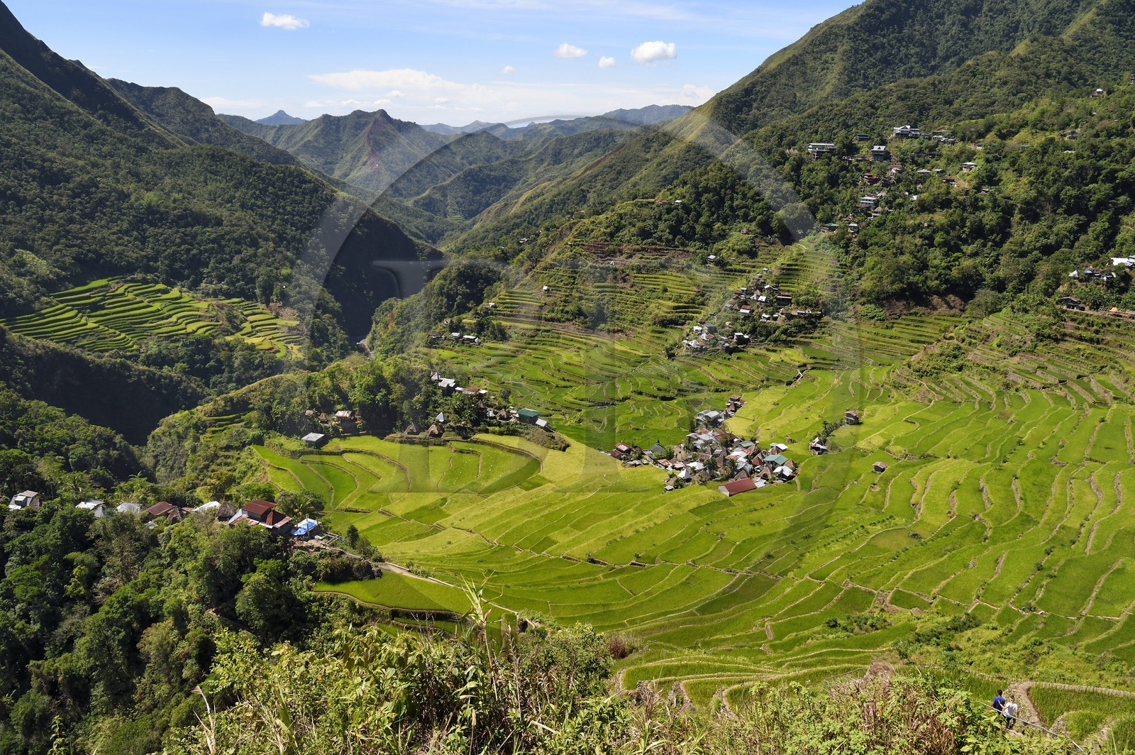 Philippines, province d'Ifugao, les rizières en terrasses de Banaue autour du village de Batad, classées Patrimoine Mondial de l'UNESCO, alimentées par un ancien système d'irrigation depuis la forêt tropicale au-dessus des terrasses