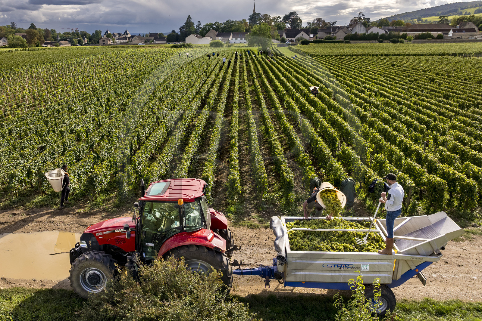 France, Côte-d'Or (21), les climats de Bourgogne classés Patrimoine Mondial de l'UNESCO, Route des Grands Crus, vignoble de la Côte de Beaune, Meursault, vendanges dans les vignes où les Hospices de Beaune possèdent des parcelles, le village en arrière plan (vue aérienne)