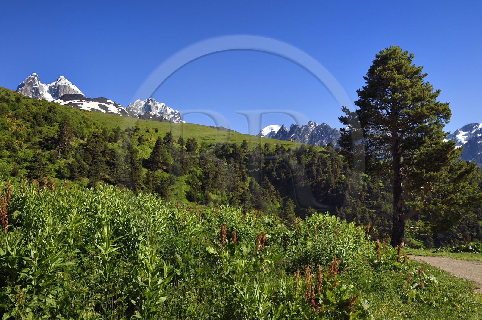 Georgia, Upper Svaneti (Zemo Svaneti), Mestia, on the foothills of Mount Ushba that we see in the background on the left