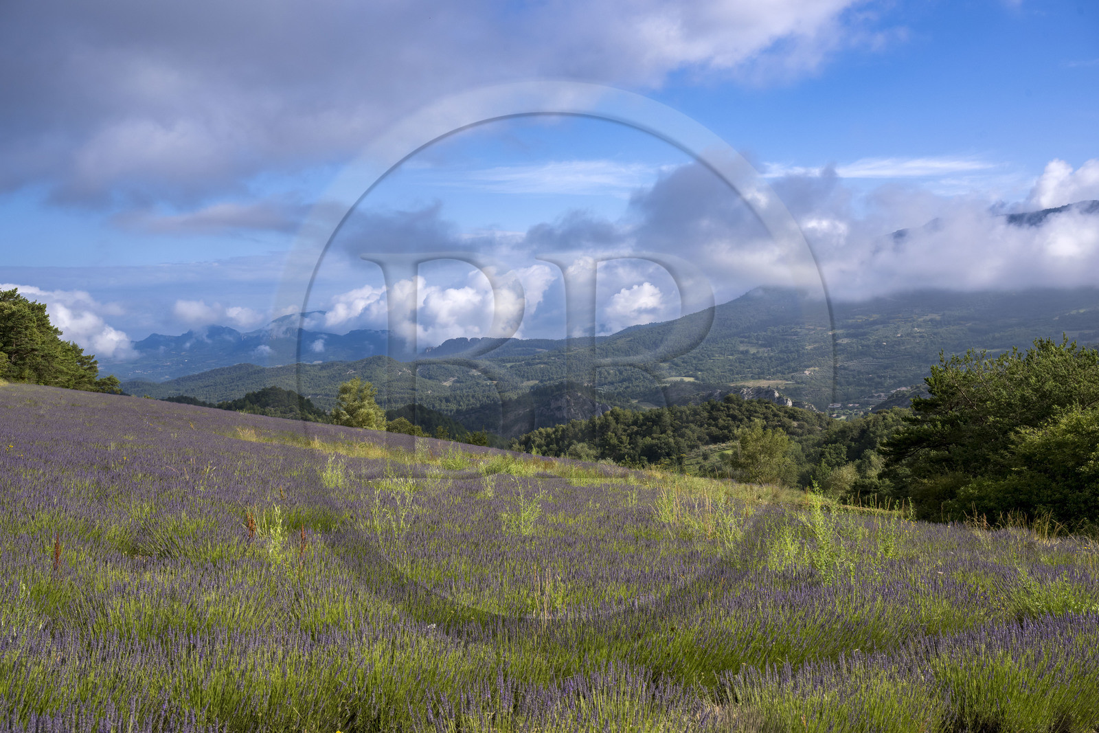 France, Drome, regional natural park of Baronnies provencales, Plaisians, lavender fields at the Col de Fontaube