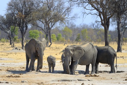 Zimbabwe, province de Matabeleland septentrional, parc national Hwange, éléphants sauvages d'Afrique (Loxodonta africana)
