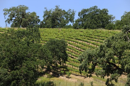 United States, California, Sonoma County, the vineyard of the Arista Property