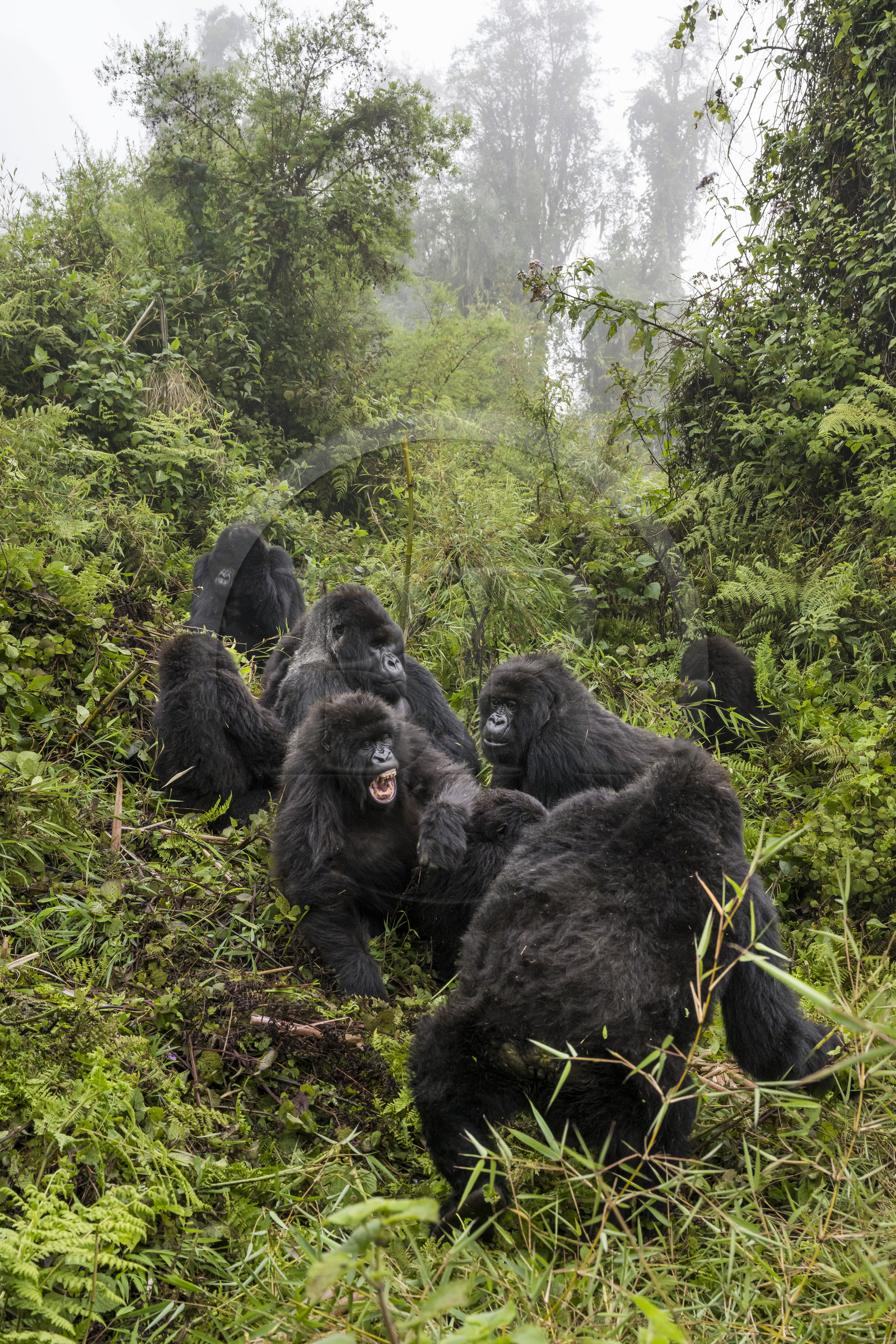 Rwanda, Province du Nord, Parc National des Volcans dans la chaine des Monts Virunga, mont Karisimbi, gorilles des montagnes (Gorilla beringei beringei), le dos argenté (silverback) nommé Impuzamahanga qui est le male dominant au centre en arrière plan