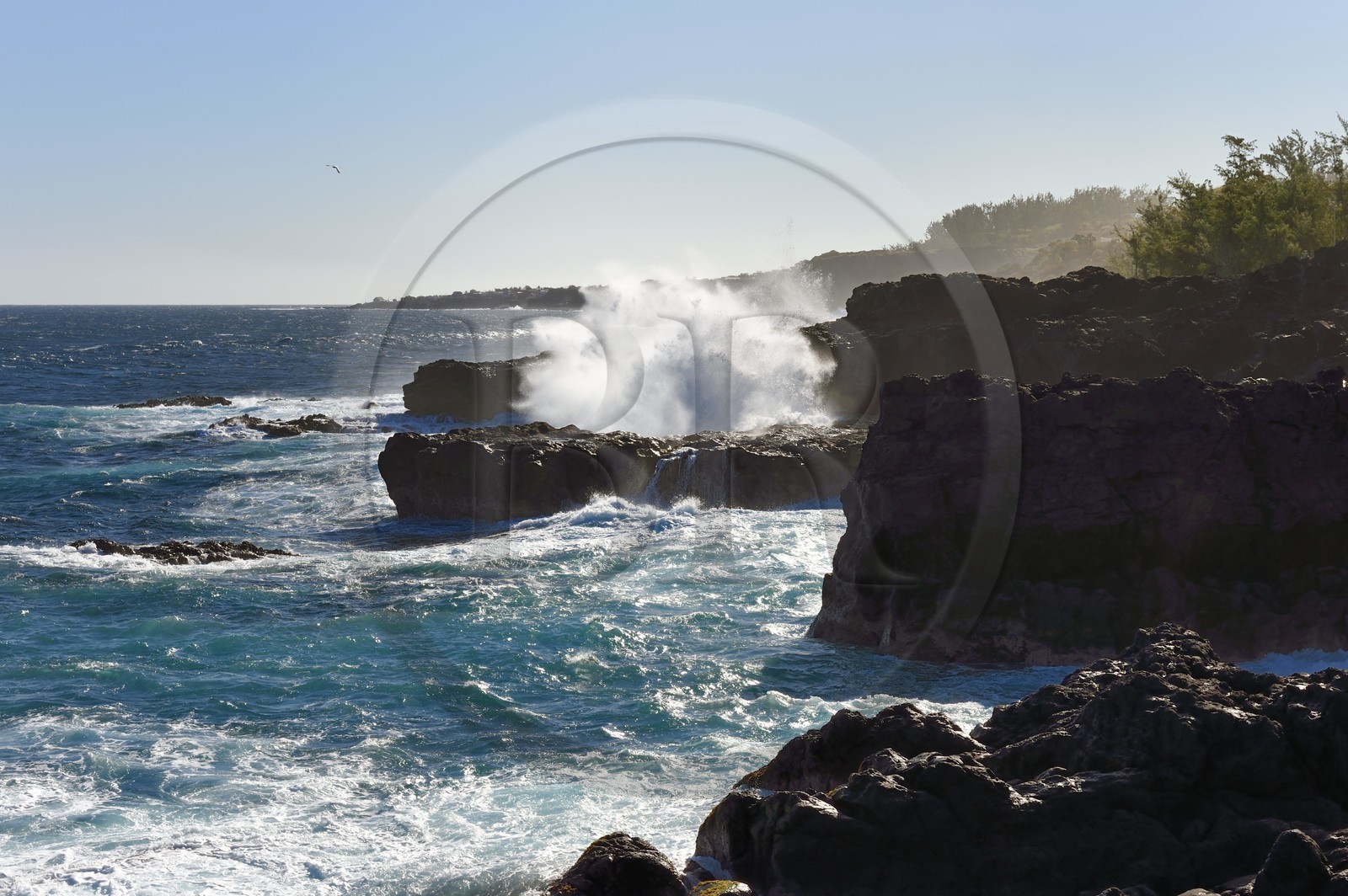 France, Reunion island (French overseas department), Saint-Pierre, Grands Bois, the coast of black basaltic rocks of volcanic origin tormented by the ocean