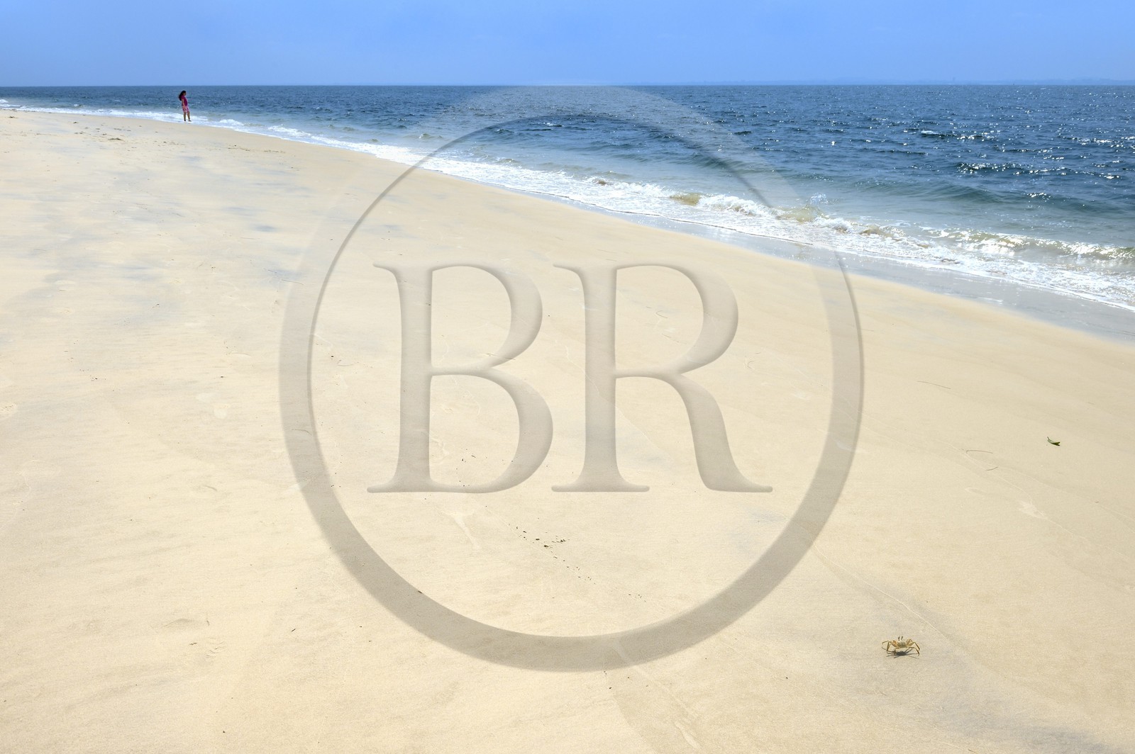 Gabon, province de l'Estuaire, crabe sur la plage de la Pointe Denis qui fait face à Libreville de l'autre côté de l'Estuaire du Gabon