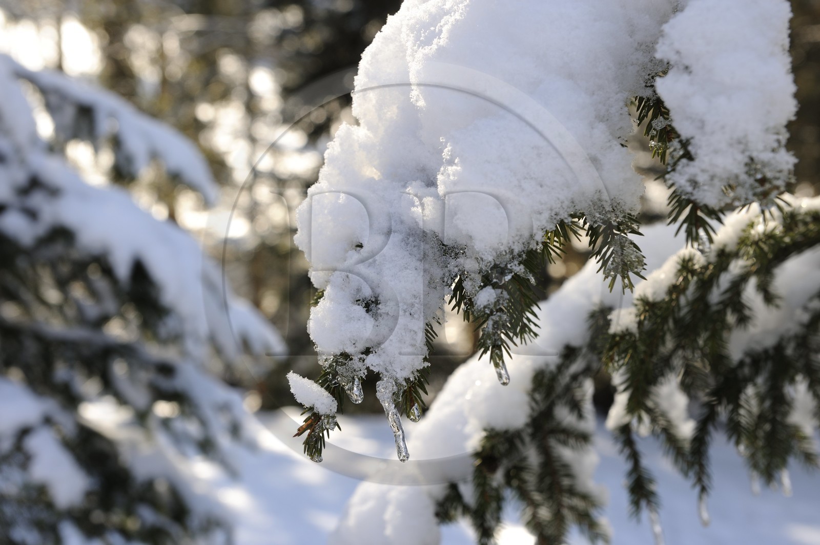 Suisse, Canton de Vaud, Villars sur Ollon, sapin sous la neige
